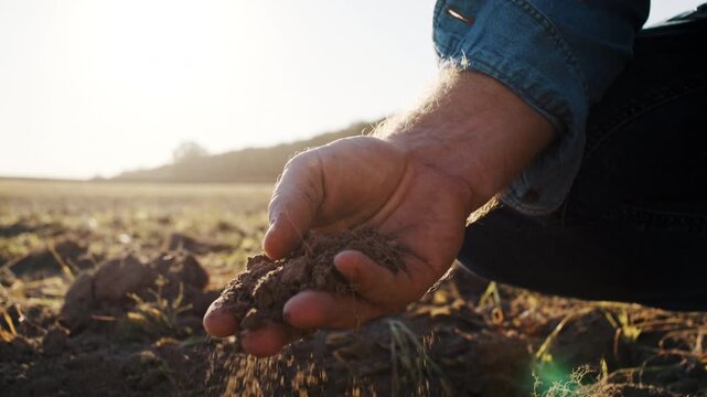 Worker hand takes handful of soil in plowed field on autumn day