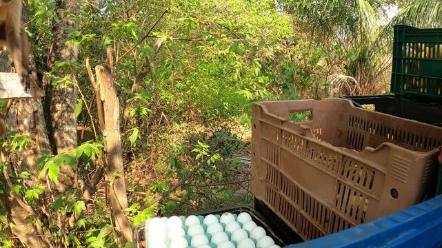 Wild capuchin monkey steals an egg from a plastic crate on a farm truck.