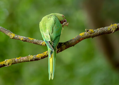 Ring-necked / Rose-ringed Parakeet - Psittacula Krameri
