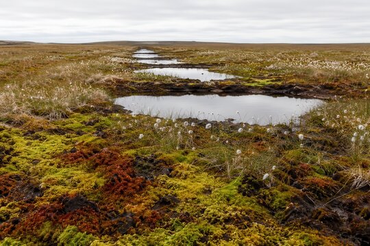 Rewetted peatland with new bog pools and sphagnum