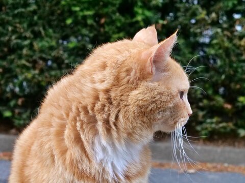 Side profile of a fluffy ginger tabby cat with white chest fur and long whiskers outdoors in front of green hedge background.