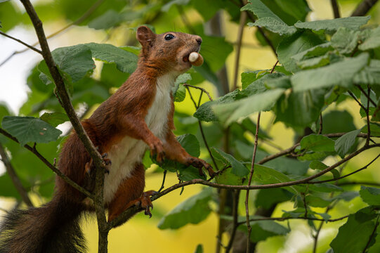 Europ&auml;isches Eichh&ouml;rnchen (Sciurus vulgaris) sitzt mit einer Haselnuss im Maul auf einem Haselnussstrauch, umgeben von gr&uuml;nem Laub in freier Wildbahn.