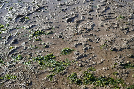  A close-up view shows wet beach sand dotted with seaweed and shell fragments glistening under direct sunlight.