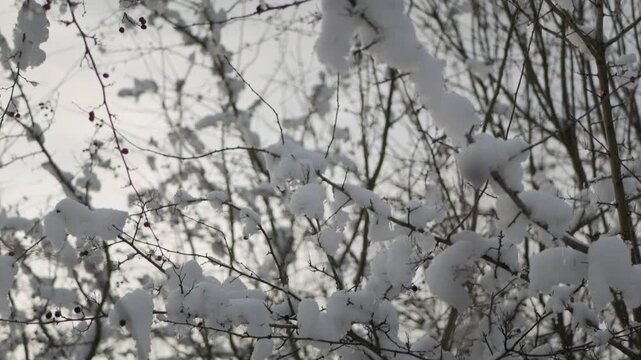 Winter landscape with snow covered tree branches and red berries under overcast sky.