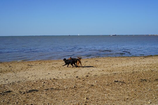 Two dogs play together along a sandy, pebbled beach at the water's edge, with distant sailboats visible on calm ocean waters under a clear blue sky.  