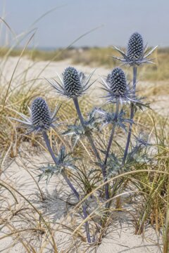 Sea holly flower heads standing spiny in coastal dune grass