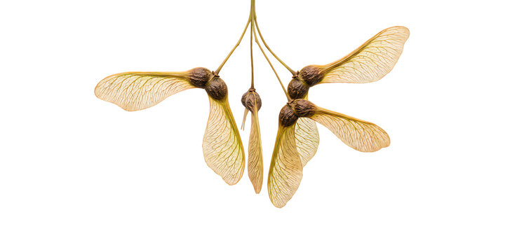 Maple seeds hanging from branch detailed close up isolated on transparent background