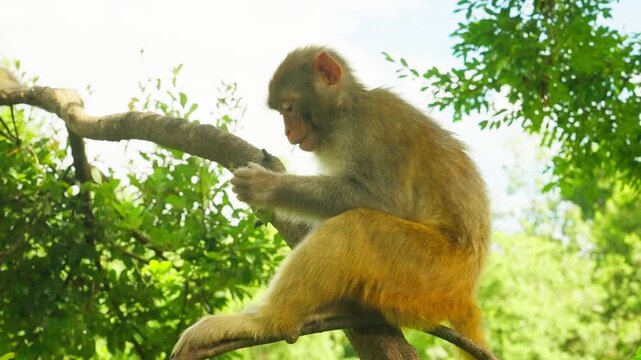Rhesus monkey sitting on tree branch eating