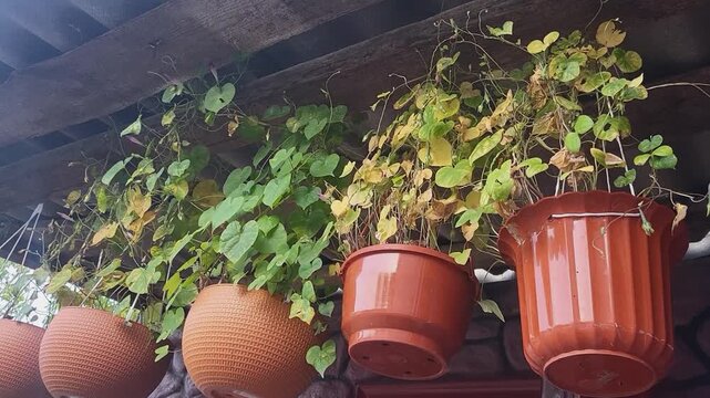 Close up of fresh green mint leaves growing in a pot, organic gardening, kitchen herbs, home wellness lifestyle.