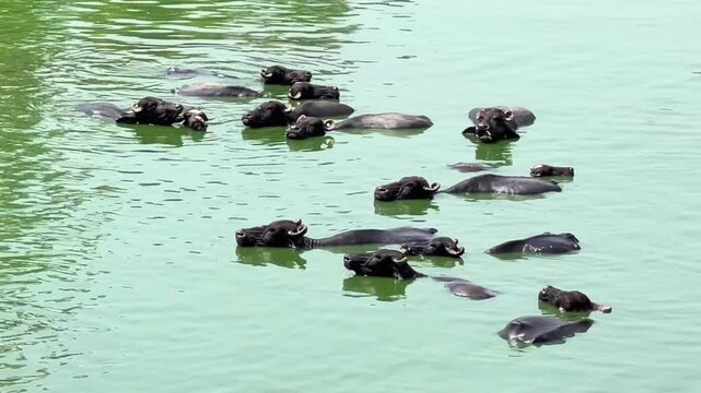 A cinematic close-up view of a large herd of water buffaloes standing and bathing 4k video
