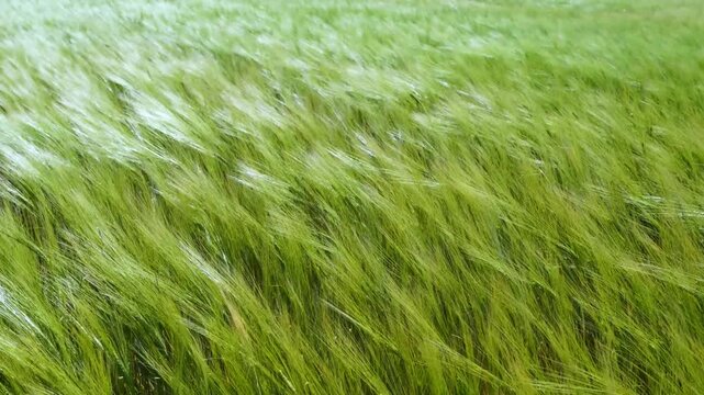 Barley field in spring swaying in the wind in the Alfoz de Burgos region. Province of Burgos. Castile and Le&oacute;n. Spain. Europe