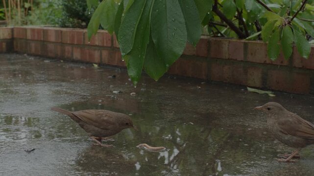 Birds gathering around a worm on wet ground in rain