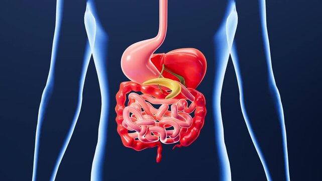 Human digestive system, including the stomach, liver, small intestine, and large intestine. 3d rendering.