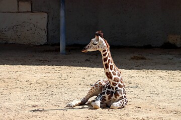 girafe © schoefolt