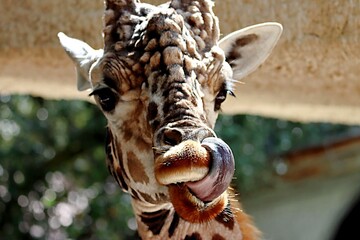 girafe © schoefolt