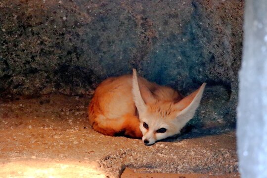 fennec