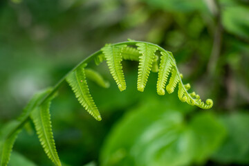 Curving green fern leaf displaying symmetric growing pattern path. © mssozib