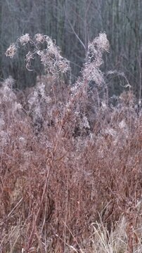 Dry wild grass stalks with fluffy seeds swaying in wind. Calm vertical nature background, autumn season meditative lifestyle. Nordic aesthetic. Wabi sabi natural texture. Beauty of wilting visual.