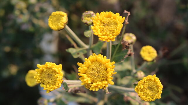 Beautiful Yellow Chrysanthemum Flower | Stunning Close-Up Bloom in a Green Garden