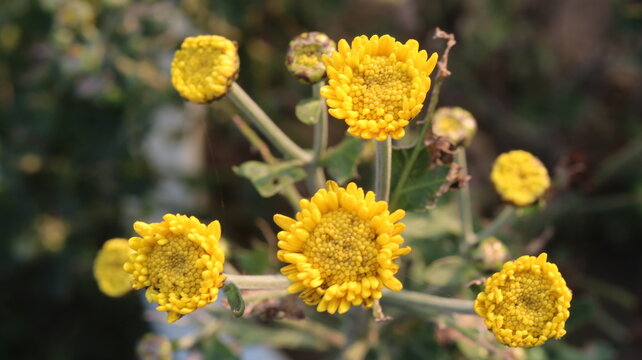 Beautiful Yellow Chrysanthemum Flower | Stunning Close-Up Bloom in a Green Garden