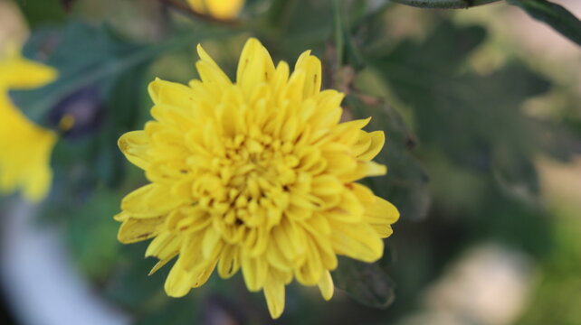 Beautiful Yellow Chrysanthemum Flower | Stunning Close-Up Bloom in a Green Garden