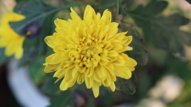 Beautiful Yellow Chrysanthemum Flower | Stunning Close-Up Bloom in a Green Garden