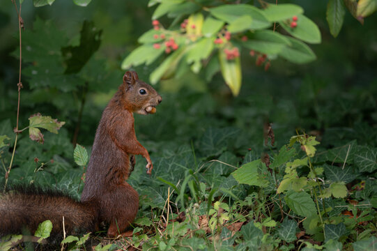 Einh&ouml;rnchen steht aufrecht mit einer Nuss im Maul im gr&uuml;nen Wald