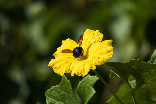 Close-up of a large carpenter bee feeding on a vibrant yellow blossom against a dark green background