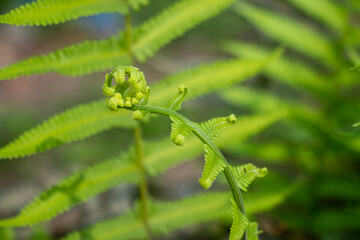 Fresh green fern frond unrolling in natural forest environment. © mssozib