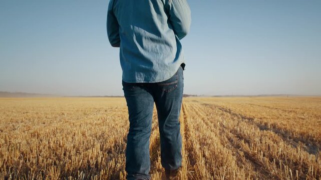 Farmer walks across cropped wheat field and meets storks