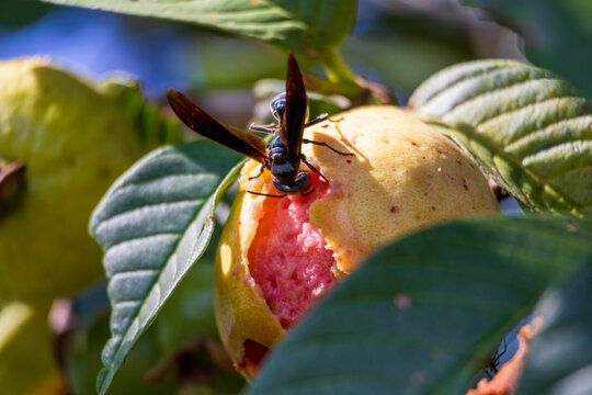 Close-up of a wasp feeding from a yellow half eaten guava hanging on the tree branch