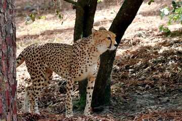 guépard © schoefolt
