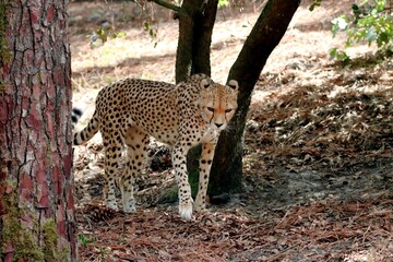 guépard © schoefolt