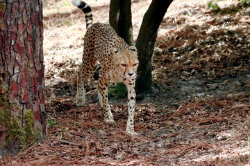 guépard © schoefolt