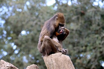 singe © schoefolt