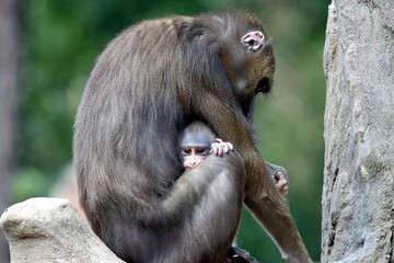 singe © schoefolt