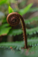Brown hairy fern fiddlehead macro close-up in tropical green forest. © chris