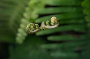Green fern fiddlehead macro close-up unrolling in lush forest environment. © chris