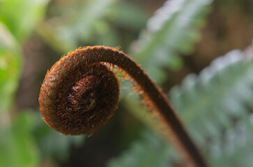 Extreme macro close-up of coiled brown fern fiddlehead hairy texture. © chris