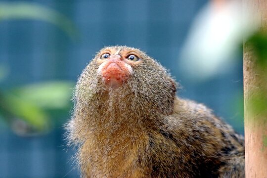 singe