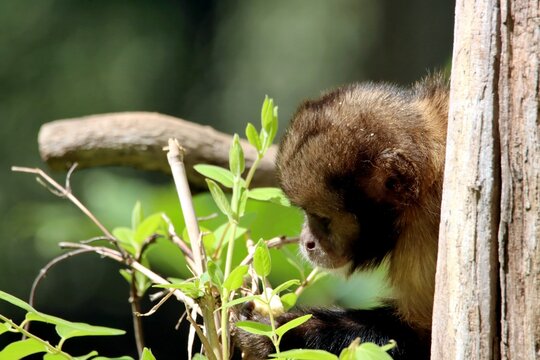 singe