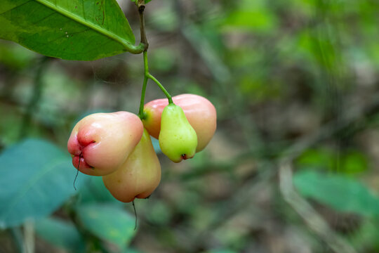 Fresh wax apple fruits hang from leafy branch in outdoor orchard.