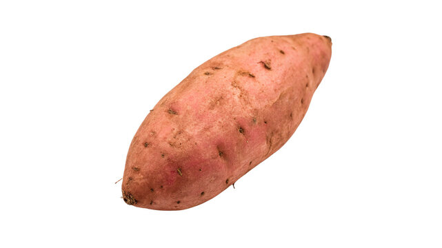 Single fresh raw sweet potato detailed texture isolated on transparent background for healthy traditional Thanksgiving culinary recipes.
