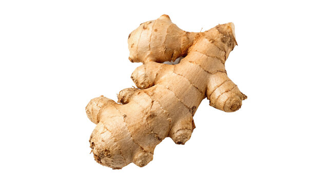 Fresh whole ginger root detailed organic spice isolated on transparent background for healthy Asian cuisine cooking seasoning.