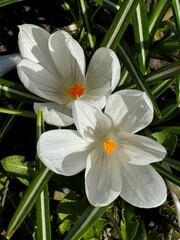 Fototapeta premium White crocus flowers with bright orange stamens in spring garden