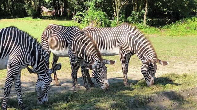Grevy's zebra herd grazing on green grass. Wild zebras eating in sunny outdoor savanna. African wildlife animals in natural habitat.