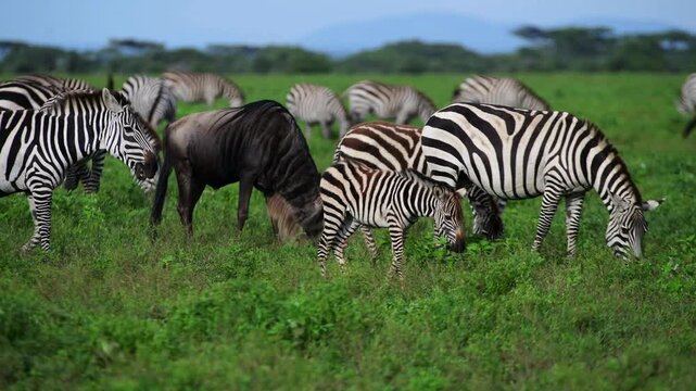 African zebra herd grazing in green savanna, wild zebras and wildebeest in nature reserve, wildlife safari animals in natural habitat