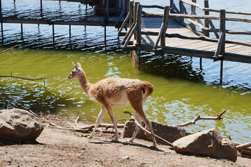 Fototapeta premium Young Guanaco Walking Near Water Shore