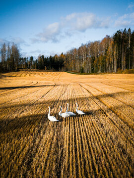 Aerial view of four white swans walking across a harvested golden field with a forest border under a clear blue sky in Sipoo, Uusimaa, Finland.