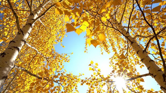 Upward view among curving white birch trunks under restless yellow foliage reveals vivid blue sky with bright sunstar, creating radiant autumn contrast, airy canopy depth, plus fresh woodland energy